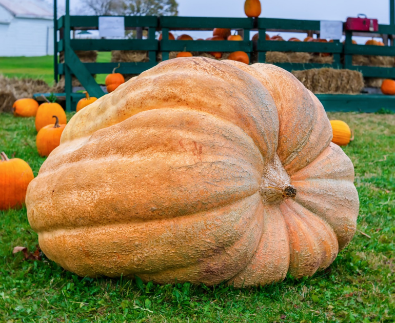 Giant Pumpkin on farm